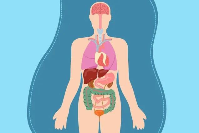 Huviäratavad faktid inimkeha kohta